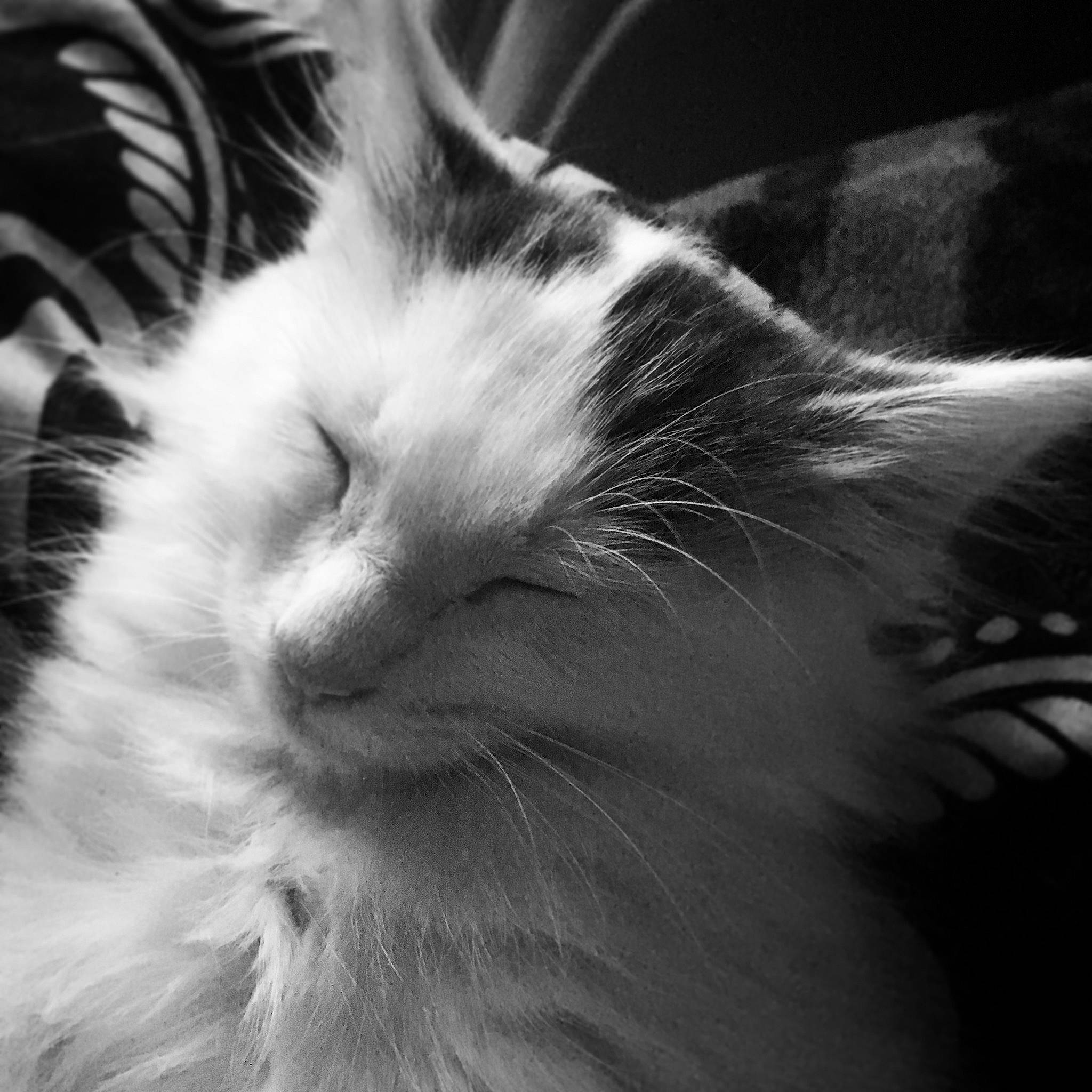 Jericho joined the competition — help win amazing prizes! black_and_white, carnivore, cat, domestic_long_haired_cat, ear, felidae, fur, kitten, monochrome, monochrome_photography, norwegian_forest_cat, photography, ragdoll, small_to_medium_sized_cats, snout, style, whiskers