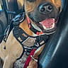 dog, car, seat, harness, collar, happy, pet, canine, animal, inside, leash, smiling, brown, black_nose, ears, mouth_open, sunlight, window, seatbelt, fur