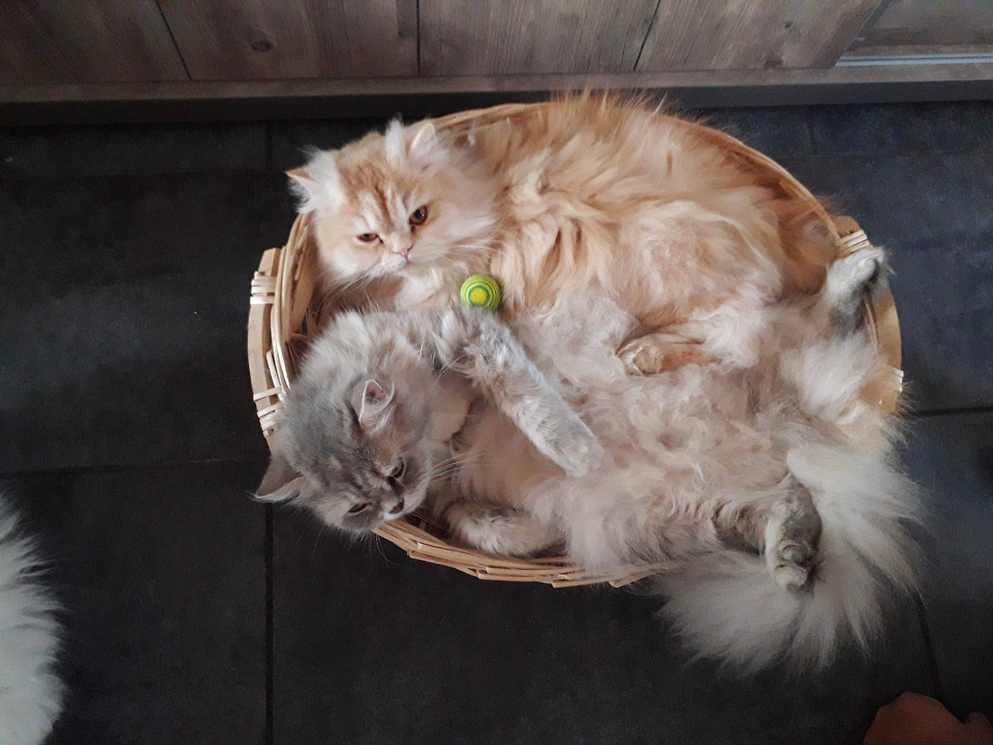 Karkoet participe au concours pour gagner de l'argent avec cette photo : british_longhair, carnivore, cat, claw, comfort, domestic_short_haired_cat, felidae, fur, natural_material, norwegian_forest_cat, paw, small_to_medium_sized_cats, tail, whiskers