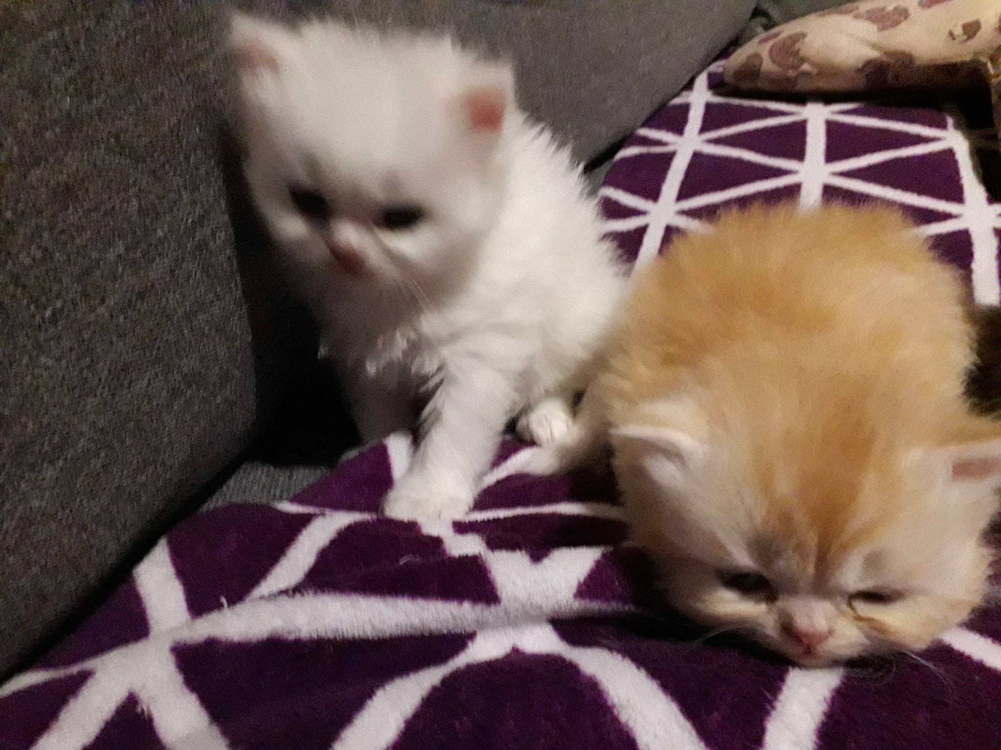 Karkoet a rejoint le concours — aidez-le/la à gagner de superbes lots ! carnivore, cat, cat_supply, claw, comfort, companion_dog, domestic_short_haired_cat, fawn, felidae, fur, paw, small_to_medium_sized_cats, snout, tail, terrestrial_animal, whiskers