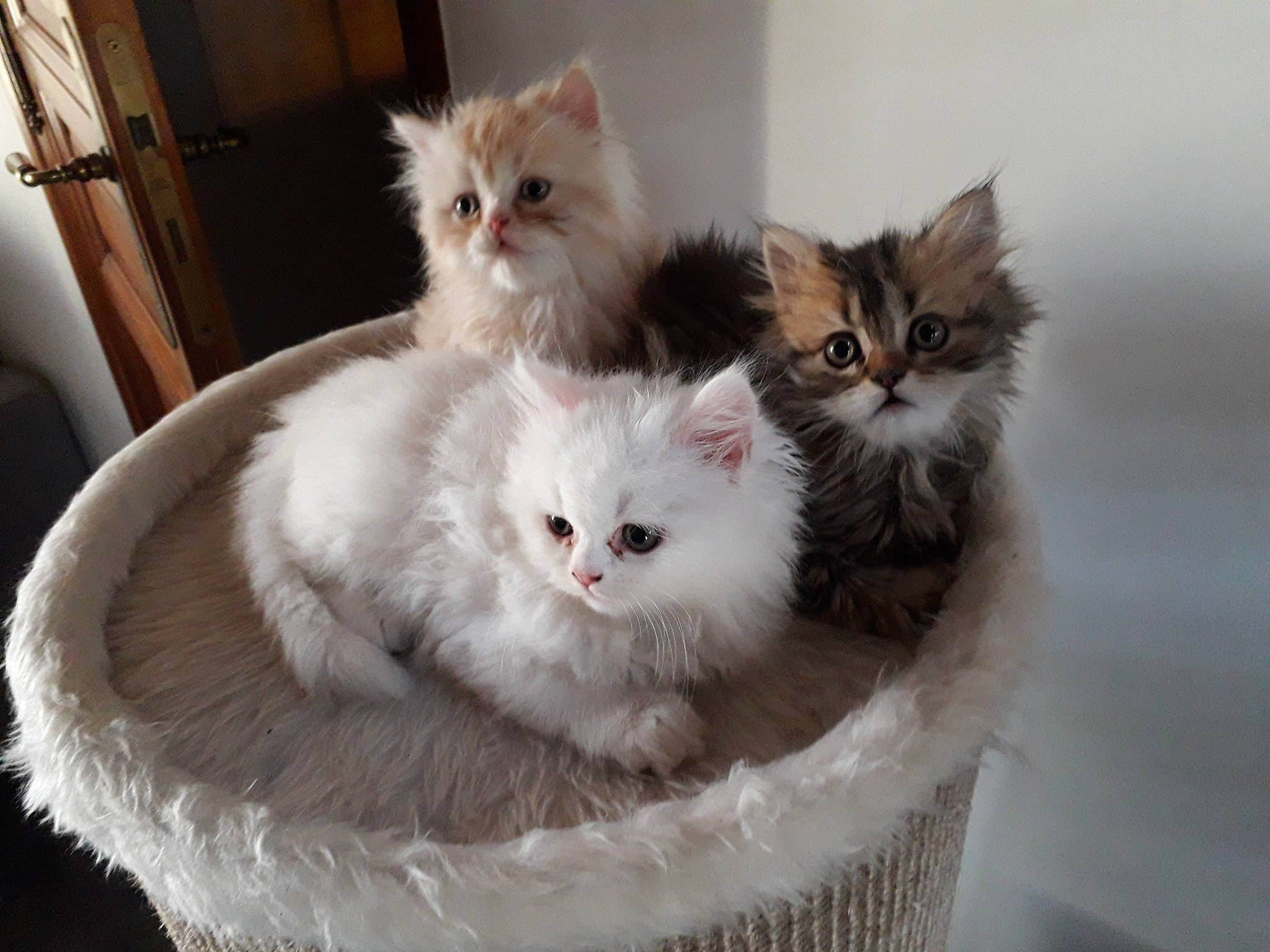 Karkoet participe au concours pour gagner de l'argent avec cette photo : british_longhair, carnivore, cat, cat_supply, comfort, fawn, felidae, fur, paw, small_to_medium_sized_cats, snout, tail, whiskers