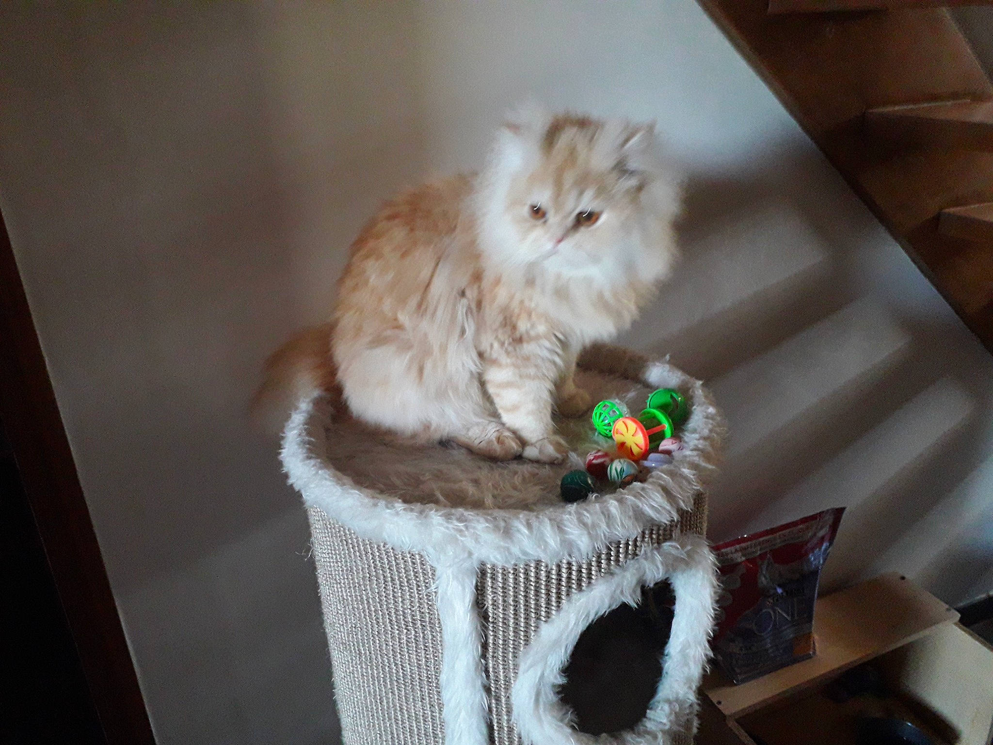 Karkoet a rejoint le concours — aidez-le/la à gagner de superbes lots ! basket, box, carnivore, cat, cat_supply, claw, companion_dog, domestic_short_haired_cat, fawn, felidae, fur, hardwood, household_supply, mammal, paw, small_to_medium_sized_cats, snout, tail, whiskers, wood