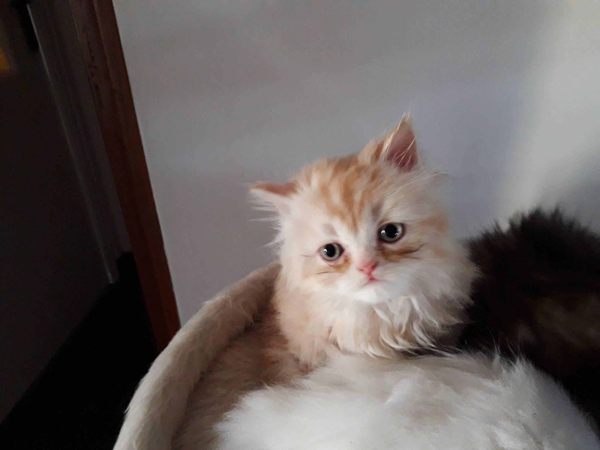 Kkarkoet a rejoint le concours — aidez-le/la à gagner de superbes lots ! british_longhair, carnivore, cat, comfort, fawn, felidae, fur, paw, persian, small_to_medium_sized_cats, snout, tail, terrestrial_animal, whiskers