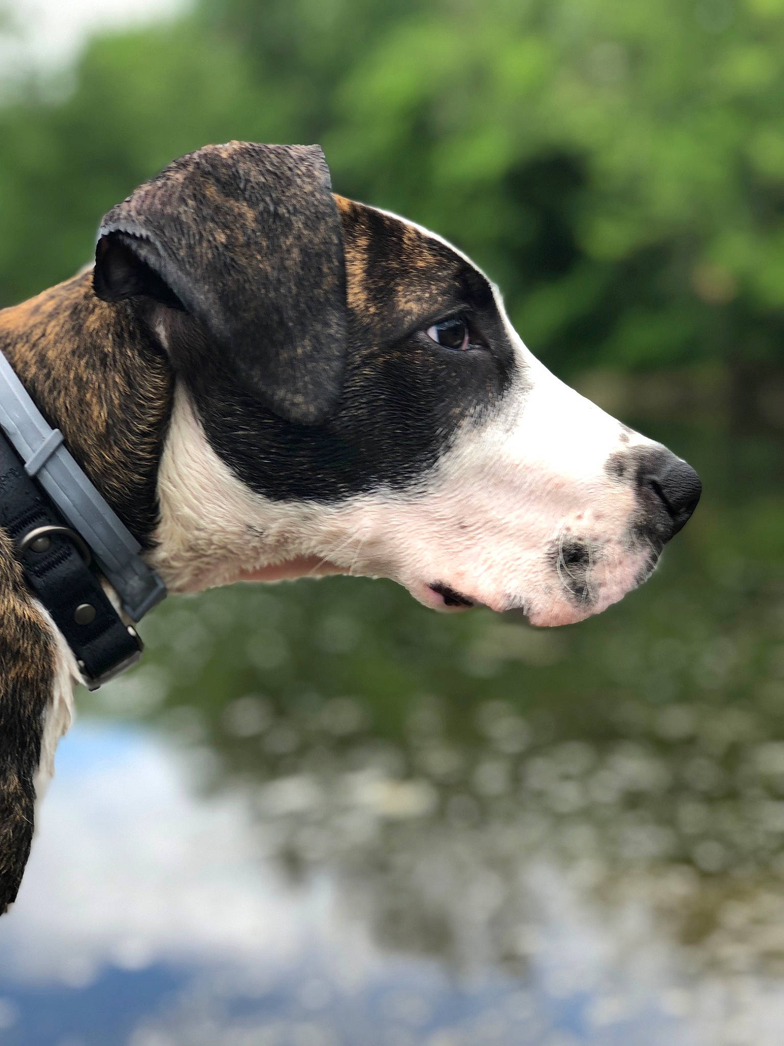 Ragnar joined the competition — help win amazing prizes! american_staffordshire_terrier, canidae, carnivore, dog, dog_breed, hunting_dog, mammal, pointer, rafeiro_do_alentejo, rare_breed_dog, snout, sporting_group, vertebrate