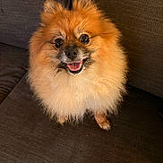 Taavi is registered to the contest to win money with this photo: animal, brown, canine, companion, couch, cute, dog, domestic_animal, fluffy, friendly, fur, happy, indoor, looking_up, pet, pomeranian, portrait, sitting, small_dog, smiling