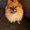 animal, brown, canine, companion, couch, cute, dog, domestic_animal, fluffy, friendly, fur, happy, indoor, looking_up, pet, pomeranian, portrait, sitting, small_dog, smiling