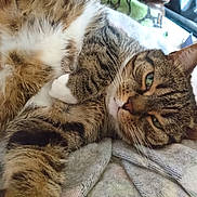 Jonathan Bell is registered to the contest to win money with this photo: animal, blanket, cat, close_up, cozy, cute, domestic, feline, fur, green_eyes, indoor, paw, pet, relaxed, resting, sleepy, soft, striped, tabby, whiskers