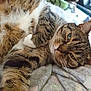 animal, blanket, cat, close_up, cozy, cute, domestic, feline, fur, green_eyes, indoor, paw, pet, relaxed, resting, sleepy, soft, striped, tabby, whiskers