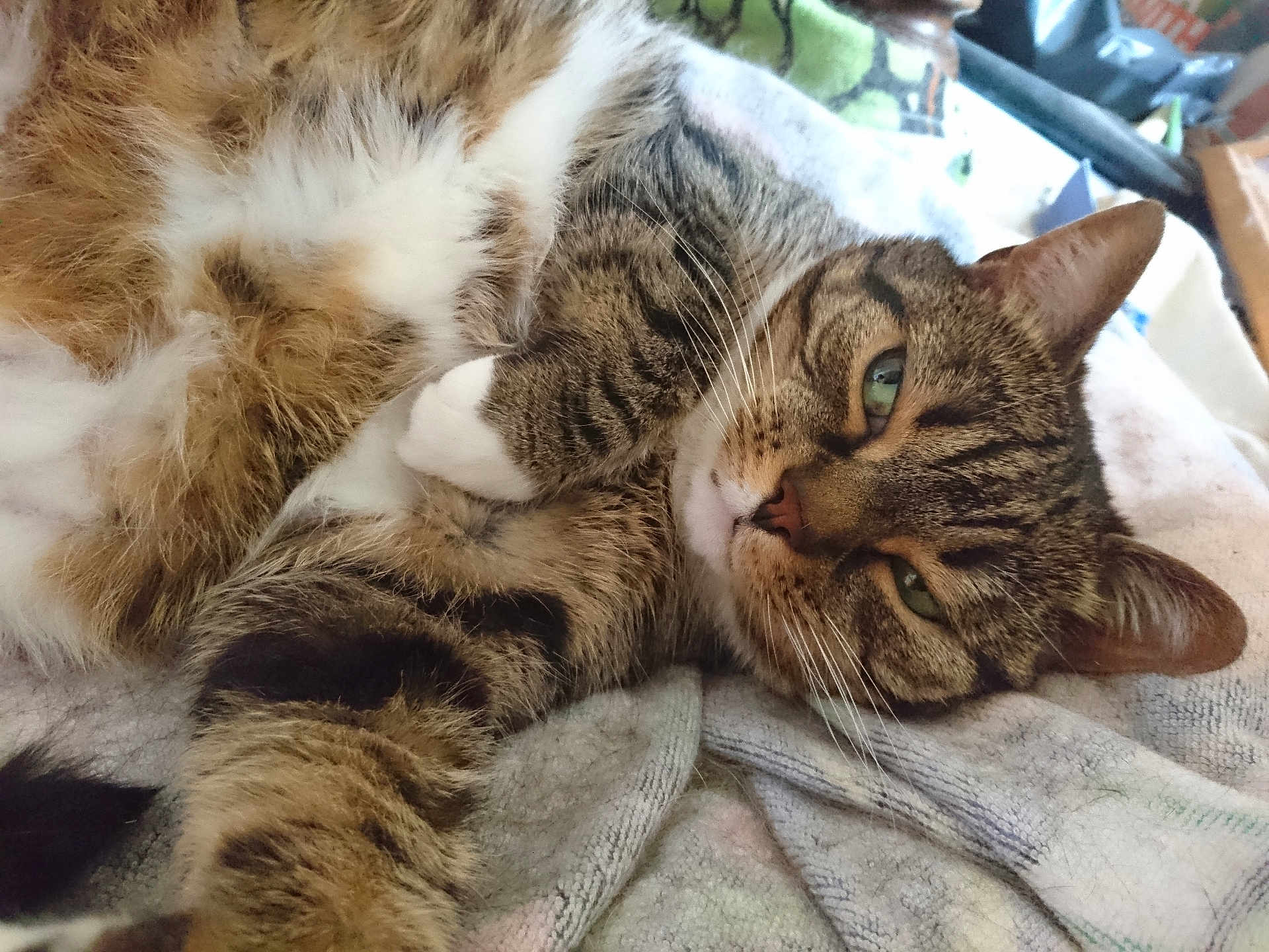 Jonathan Bell is registered to the contest to win money with this photo: animal, blanket, cat, close_up, cozy, cute, domestic, feline, fur, green_eyes, indoor, paw, pet, relaxed, resting, sleepy, soft, striped, tabby, whiskers