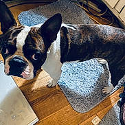 Ringo is registered to the contest to win money with this photo: dog, boston_terrier, pet, indoor, wooden_floor, rug, curious, ears, floor, household, scale, cords, looking_up, brown, white, black, standing, animal, companion, domestic