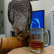 Themba a rejoint le concours — aidez-le/la à gagner de superbes lots ! beak, bird, bird_of_prey, owl