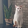 cat, white_cat, orange_spots, plant, potted_plant, snake_plant, brick_wall, indoor, feline, pet, sitting, tail, fur, animal, cozy, decor, houseplant, domestic_animal, quiet, calm
