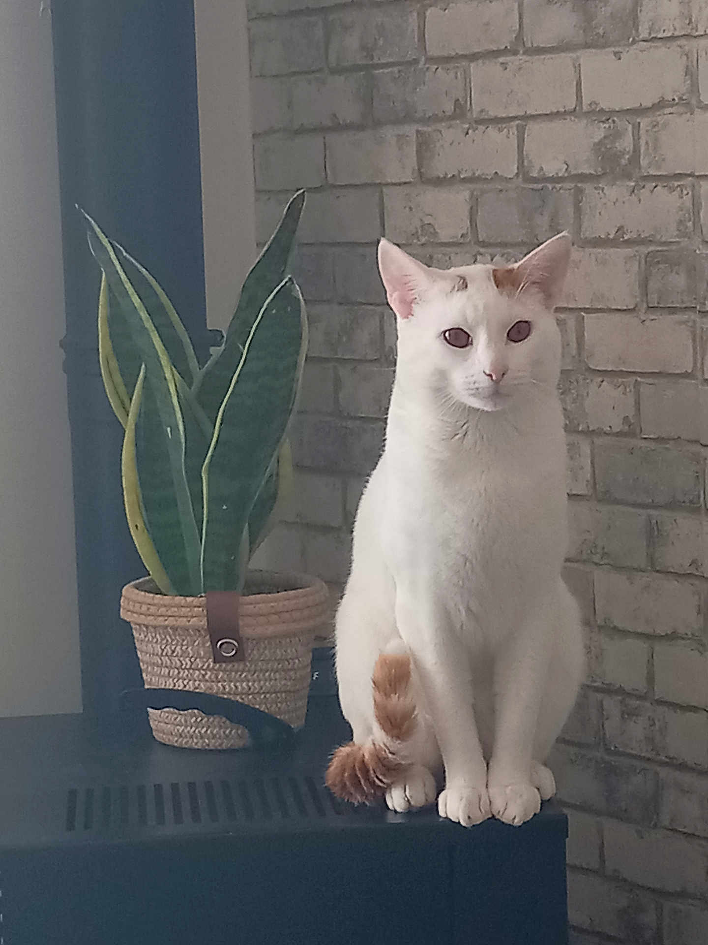 Junior