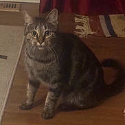 Mila is registered to the contest to win money with this photo: cat, tabby, indoor, wooden_floor, rug, fringe, pet, animal, feline, curious, wide_eyes, sitting, fur, whiskers, ears, tail, domestic_cat, mammal, household, cozy