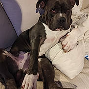 Aaron participe au concours pour gagner de l'argent avec cette photo : animal, black, blanket, canine, companion, couch, dog, domestic, fur, indoors, looking, mammal, paw, pet, pillow, pitbull, relaxed, resting, seated, white