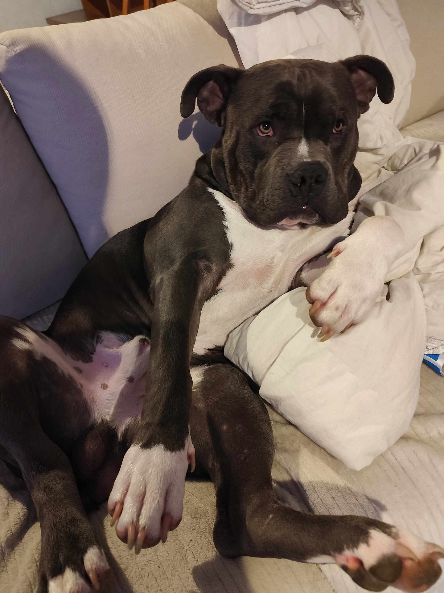 Aaron participe au concours pour gagner de l'argent avec cette photo : animal, black, blanket, canine, companion, couch, dog, domestic, fur, indoors, looking, mammal, paw, pet, pillow, pitbull, relaxed, resting, seated, white
