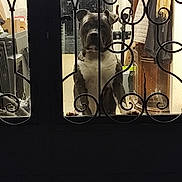 Aaron a rejoint le concours — aidez-le/la à gagner de superbes lots ! animal, brown, clothing, coat, curious, dog, door, furniture, gate, guard, household, indoor, lighting, locked, looking, metal, muscular, pet, serious, white