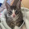kitten, cat, gray_tabby, blue_eyes, blanket, cozy, cute, pet, fur, whiskers, indoor, closeup, animal, sleeping_area, soft, cable, paw, young, resting, curious