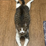 Sammy joined the competition — help win amazing prizes! animal, cat, cute, domestic_cat, ears, floor, fur, household, indoor, looking_at_camera, lying_down, mammal, paws, pet, relaxed, stretching, tabby, tail, whiskers, wooden_floor
