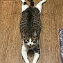 animal, cat, cute, domestic_cat, ears, floor, fur, household, indoor, looking_at_camera, lying_down, mammal, paws, pet, relaxed, stretching, tabby, tail, whiskers, wooden_floor