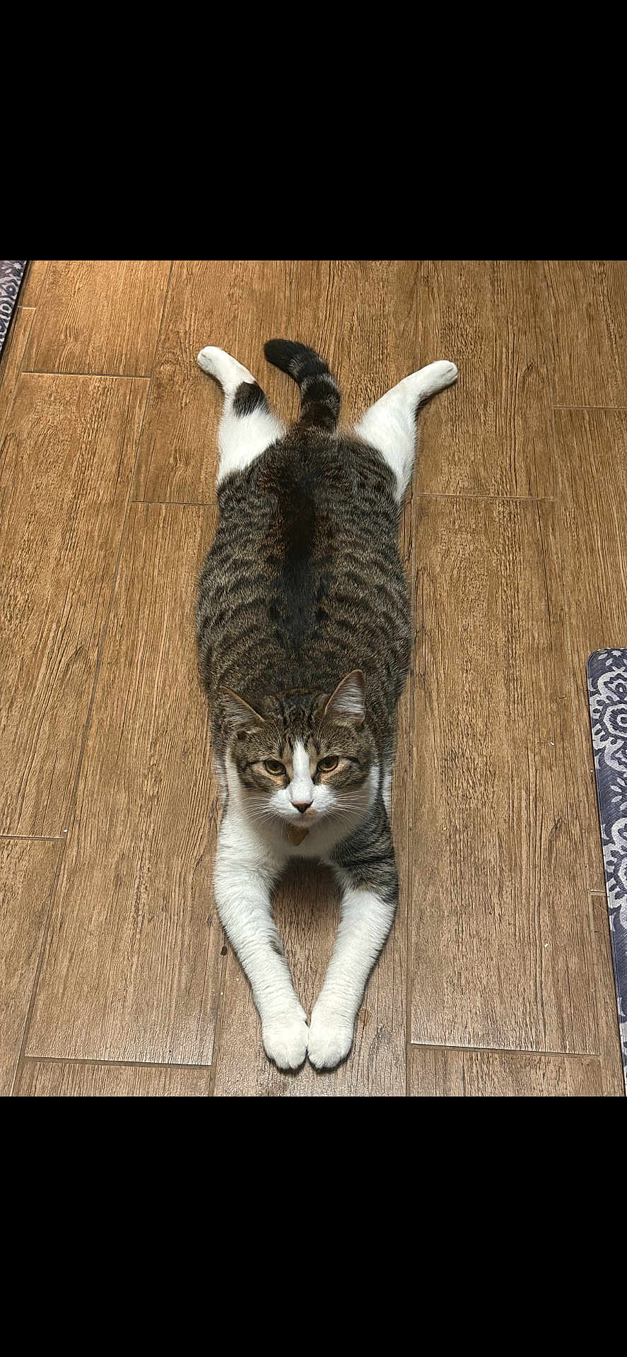 Sammy