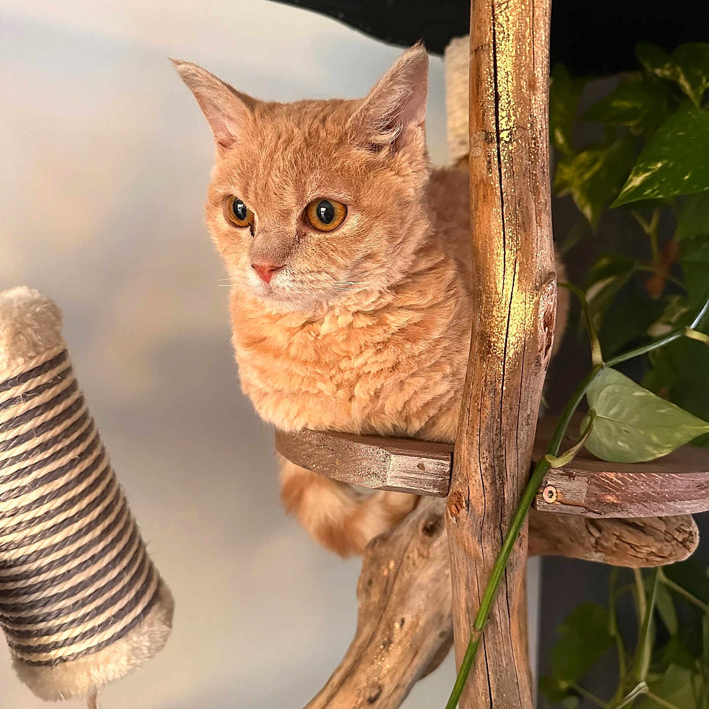 Aloha participe au concours pour gagner de l'argent avec cette photo : animal, cat, cat_tree, closeup, cozy, cute, domestic_cat, ears, fluffy, fur, furniture, green_leaves, indoor, looking, orange_cat, pet, plant, sitting, whiskers, wood