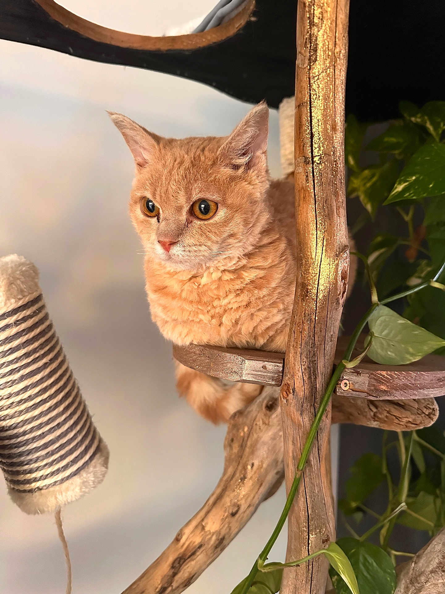 Aloha participe au concours pour gagner de l'argent avec cette photo : cat, orange_cat, fluffy, wood, cat_tree, indoor, plant, green_leaves, furniture, pet, closeup, fur, animal, cute, domestic_cat, whiskers, ears, sitting, looking, cozy