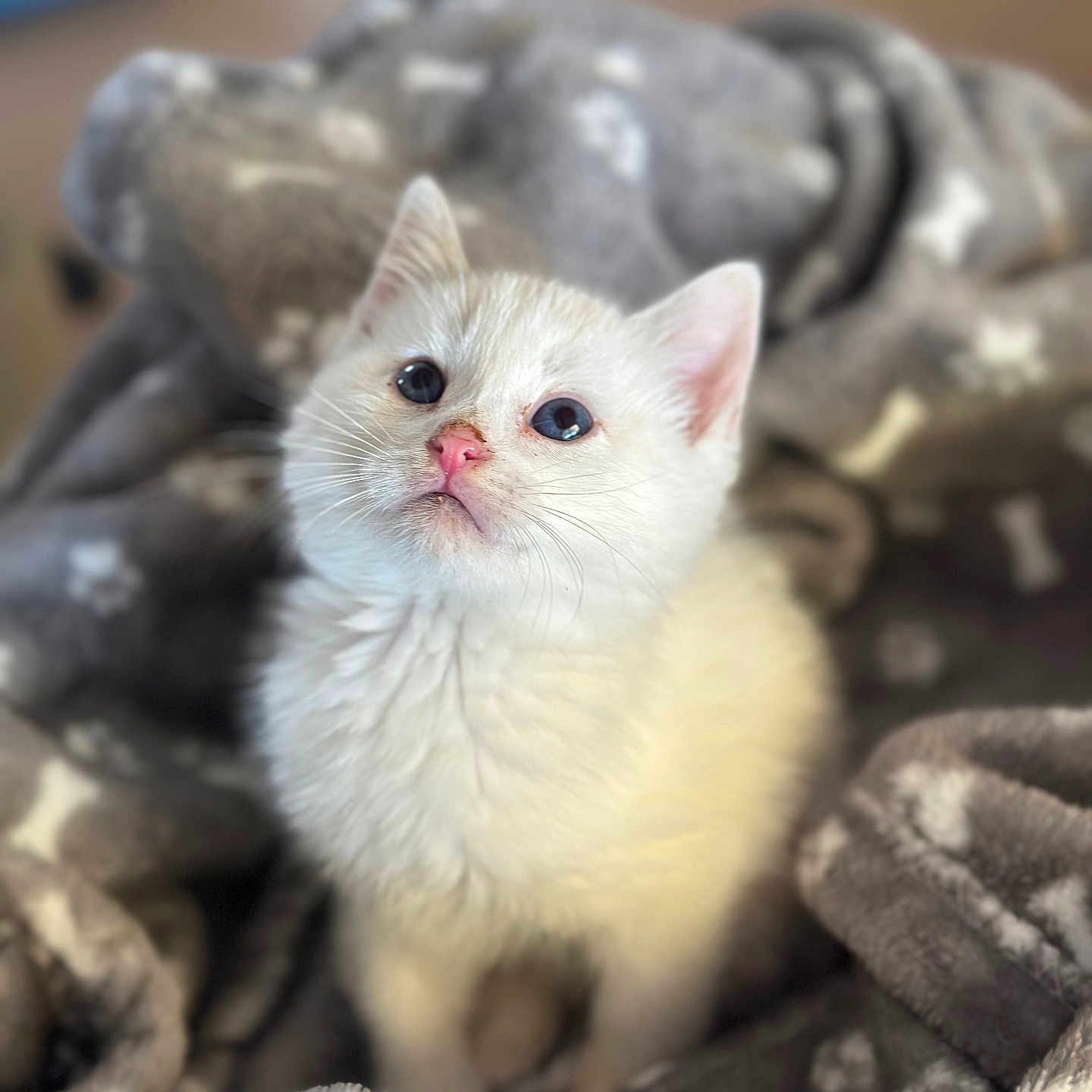 Aiden participe au concours pour gagner de l'argent avec cette photo : animal, blanket, blue_eyes, cat, cozy, curious, cute, domestic, feline, fur, indoor, kitten, pet, pink_nose, portrait, small, snuggle, soft, white_fur, young