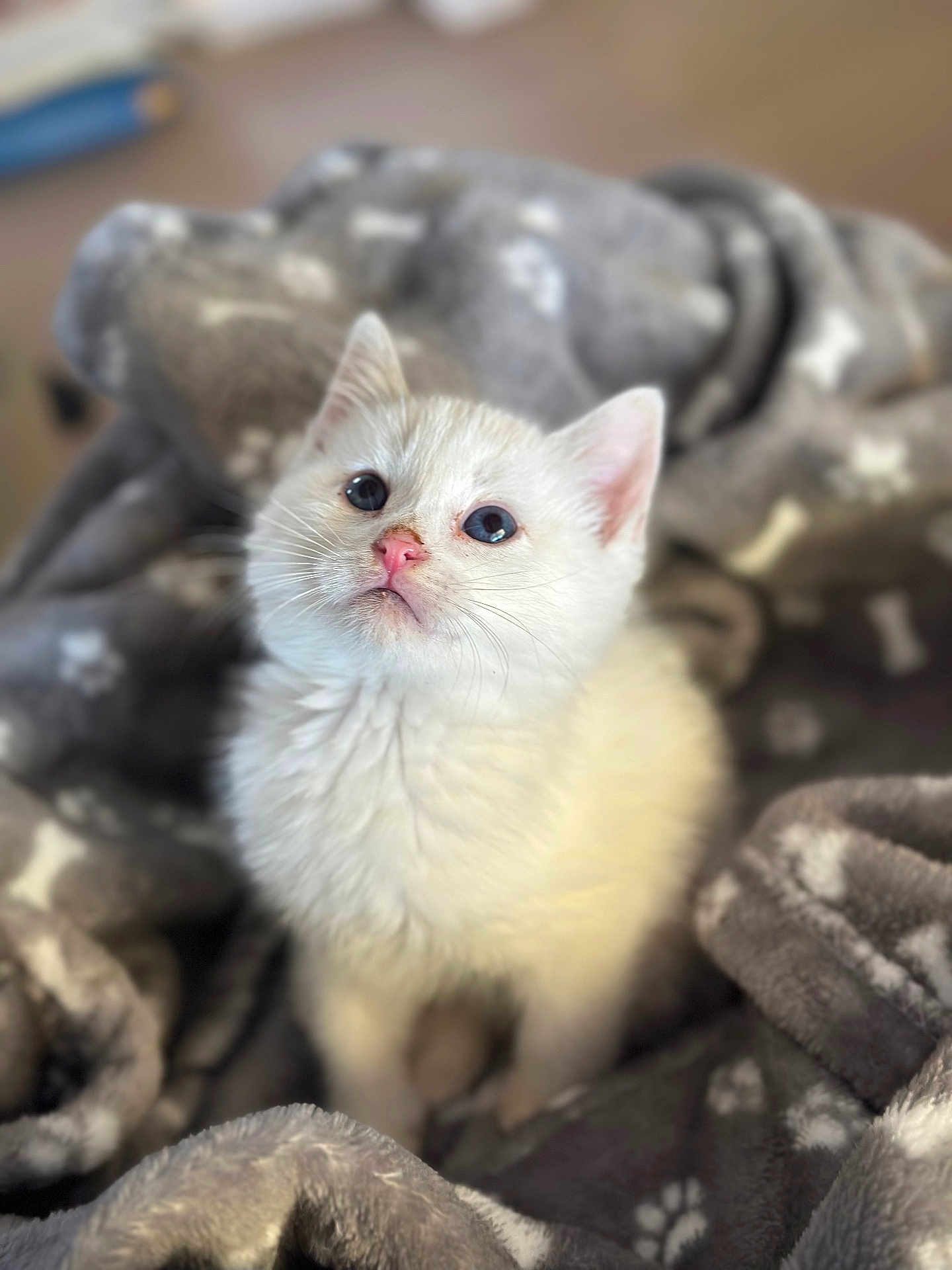 Aiden participe au concours pour gagner de l'argent avec cette photo : kitten, cat, white_fur, pink_nose, blue_eyes, blanket, soft, cozy, indoor, pet, animal, fur, cute, young, small, snuggle, curious, portrait, feline, domestic