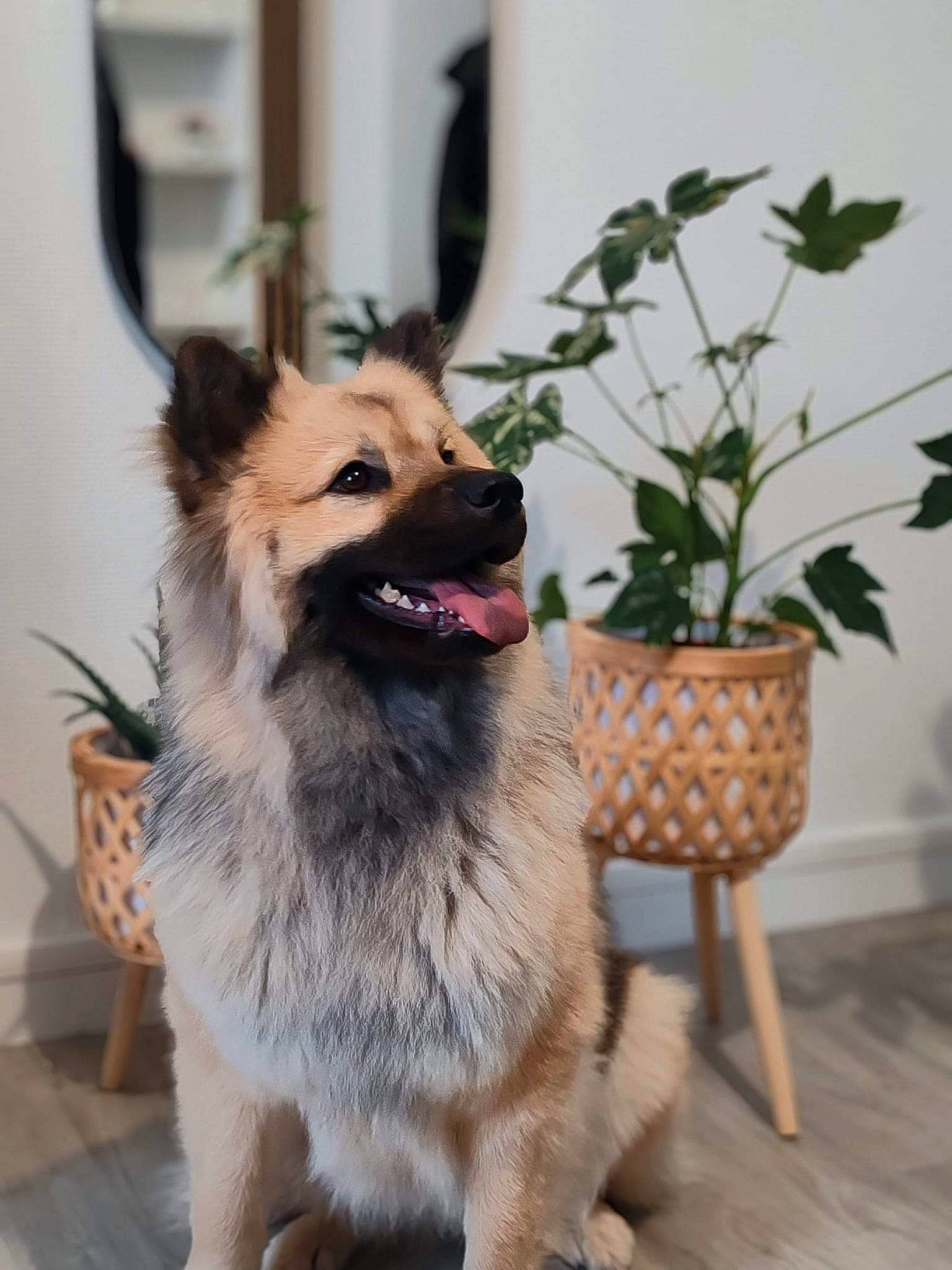 Talya a rejoint le concours — aidez-le/la à gagner de superbes lots ! canidae, carnivore, collar, companion_dog, dog, dog_breed, dog_collar, dog_supply, fang, fawn, flowerpot, fur, houseplant, leash, plant, snout, sporting_group, tail, whiskers, working_dog
