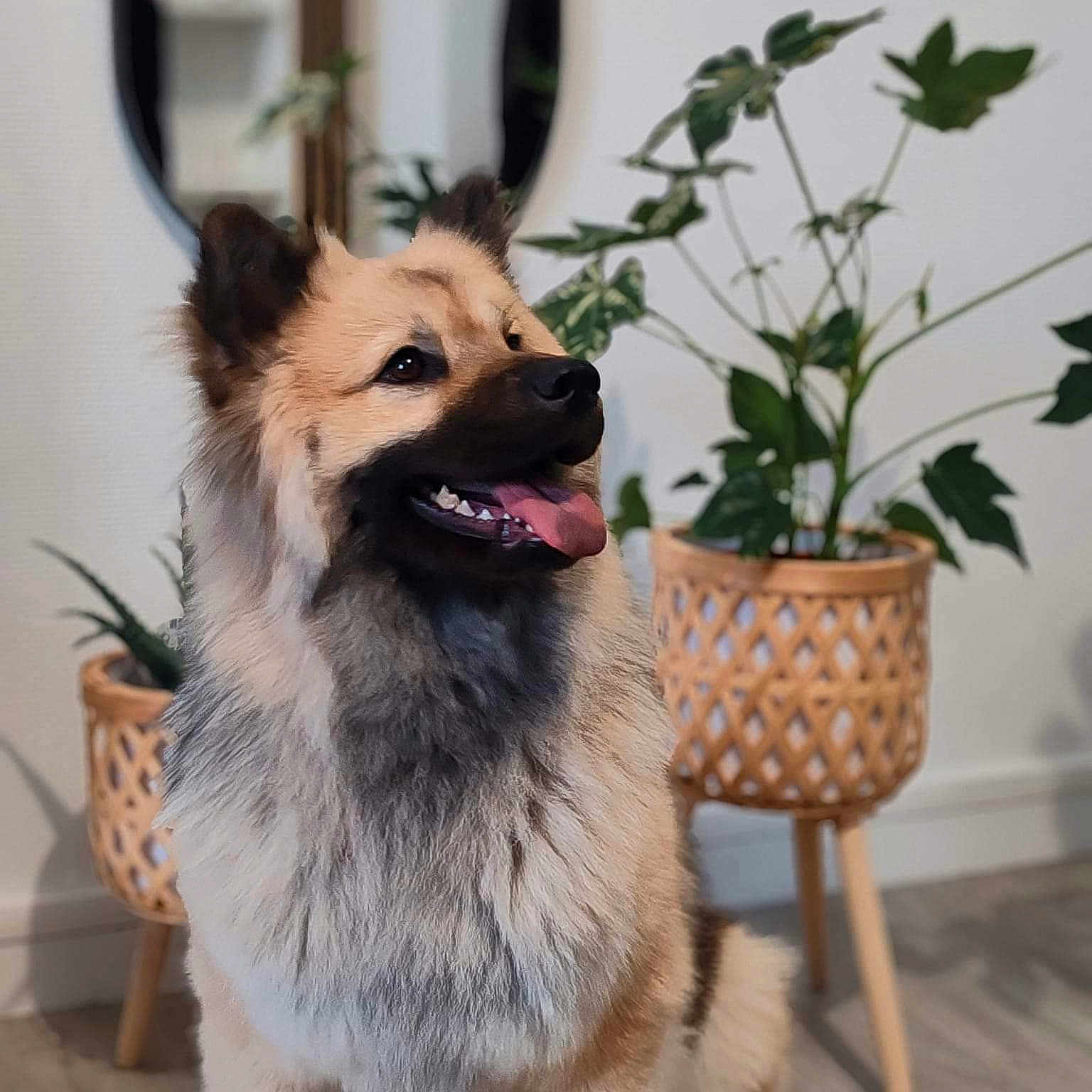 Talya