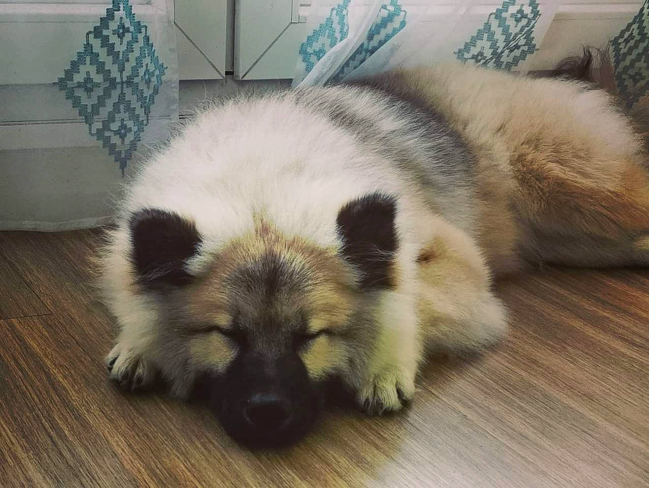 Talya a rejoint le concours — aidez-le/la à gagner de superbes lots ! canidae, carnivore, companion_dog, dog, dog_breed, fawn, fur, hardwood, hyena, iris, keeshond, procyon, procyonidae, sitting, snout, terrestrial_animal, whiskers, wildlife, wood