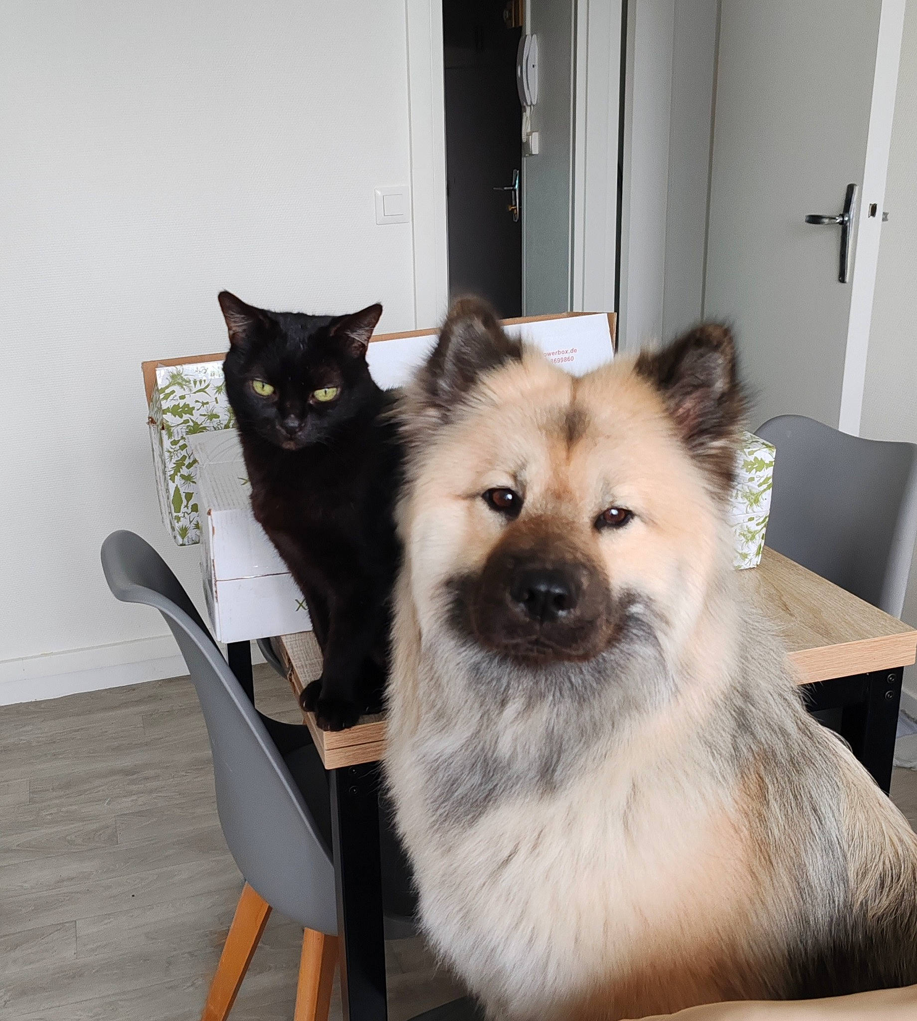 Talya a rejoint le concours — aidez-le/la à gagner de superbes lots ! canidae, carnivore, cat, chair, companion_dog, dog, dog_breed, domestic_short_haired_cat, door, fawn, felidae, fur, furniture, german_spitz, german_spitz_mittel, small_to_medium_sized_cats, snout, spitz, tail, whiskers