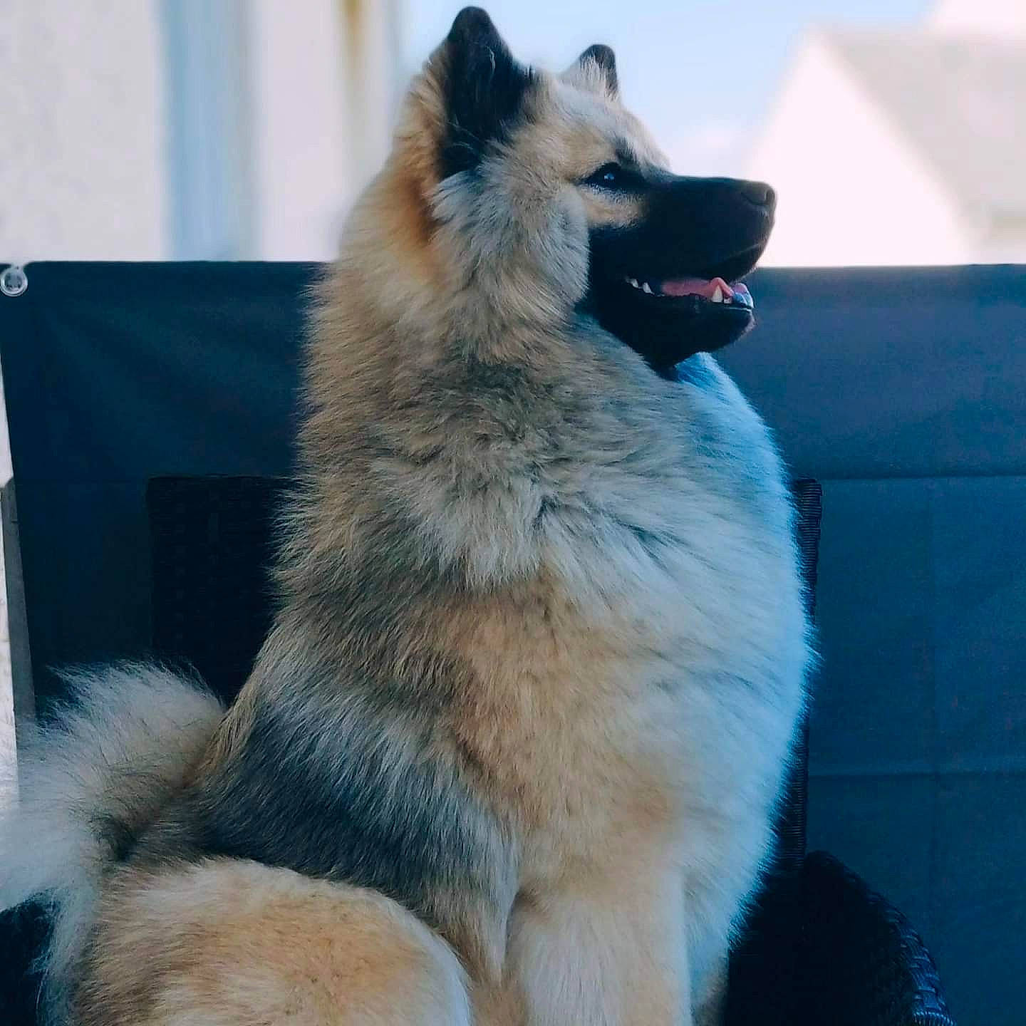 Talya participe au concours pour gagner de l'argent avec cette photo : ancient_dog_breeds, canidae, canis, carnivore, collar, companion_dog, dog, dog_breed, fur, giant_dog_breed, pet_supply, sky, snout, sporting_group, tail, terrestrial_animal, whiskers, working_animal, working_dog