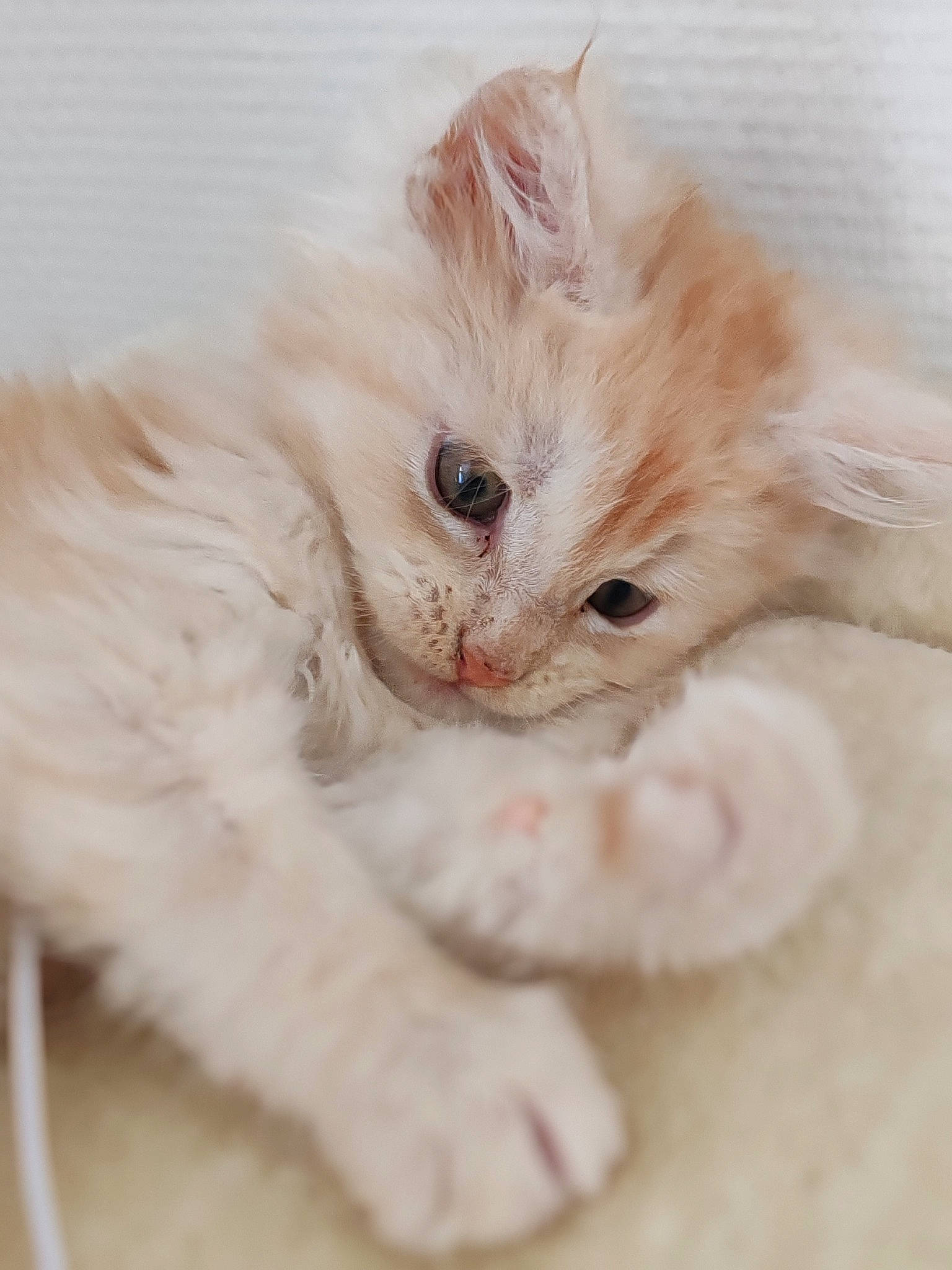 Yougo a rejoint le concours — aidez-le/la à gagner de superbes lots ! carnivore, cat, claw, comfort, fawn, felidae, fur, paw, peach, small_to_medium_sized_cats, snout, tail, whiskers