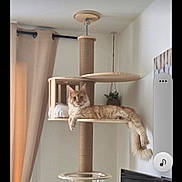 Yougo a rejoint le concours — aidez-le/la à gagner de superbes lots ! animal, cat, cat_tree, cozy, curtains, cute, domestic_cat, fluffy, furniture, hanging_plant, indoor, living_room, modern, orange_cat, pet, plant, relaxed, resting, tail, wooden