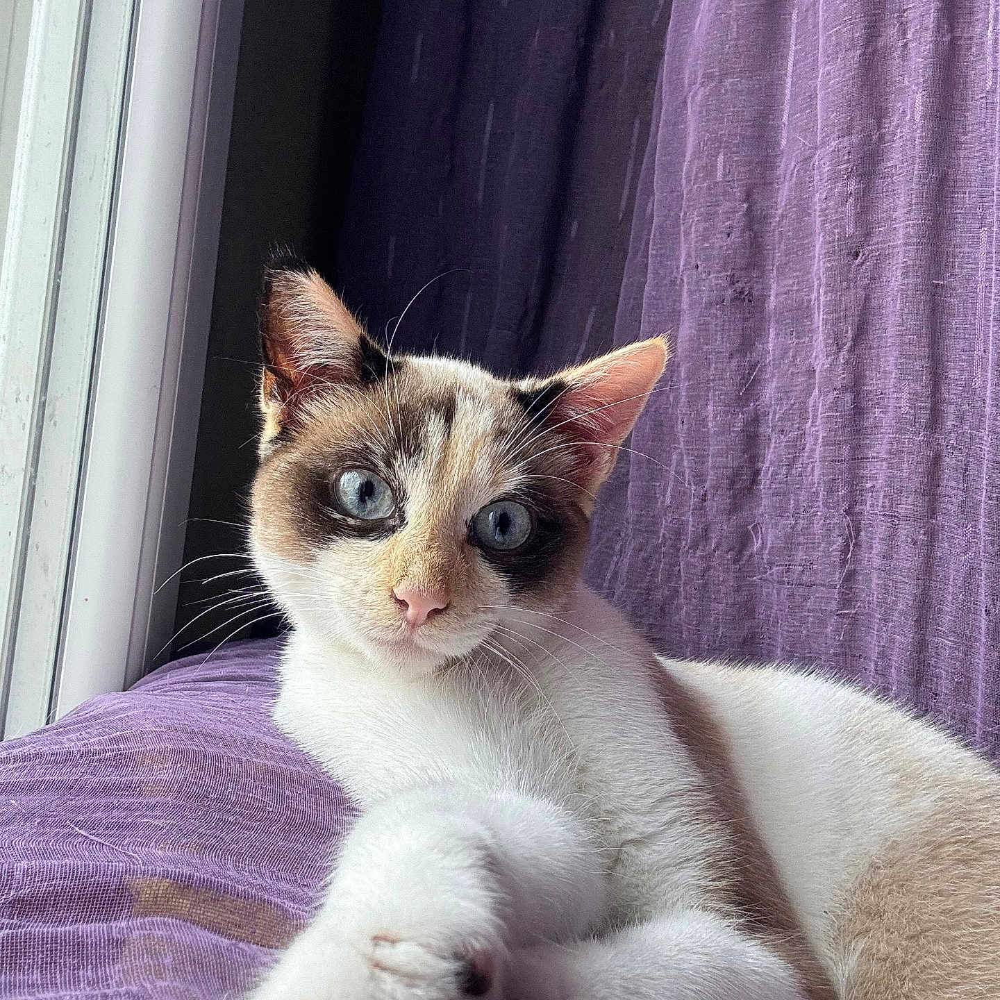 Akira participe au concours pour gagner de l'argent avec cette photo : abyssinian, animal, bed, bedroom, cat, curtain, face, furniture, head, indoors, kitten, manx, person, pet, photography, portrait, purple, room, siamese, window