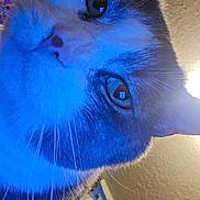 Turbo is registered to the contest to win money with this photo: animal, blue_light, cat, ceiling, close_up, cozy, curious, domestic, ears, face, feline, indoor, light, pet, portrait, reflection, screen, wall, whiskers