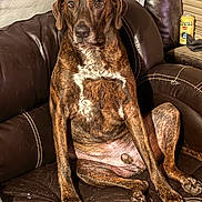 Ruger Fynnley is registered to the contest to win money with this photo: dog, brindle, leather_couch, indoor, pet, can, beverage, coors, brown, seated, looking_at_camera, furniture, relaxed, animal, paw, ears, snout, domestic_animal, side_table, casual