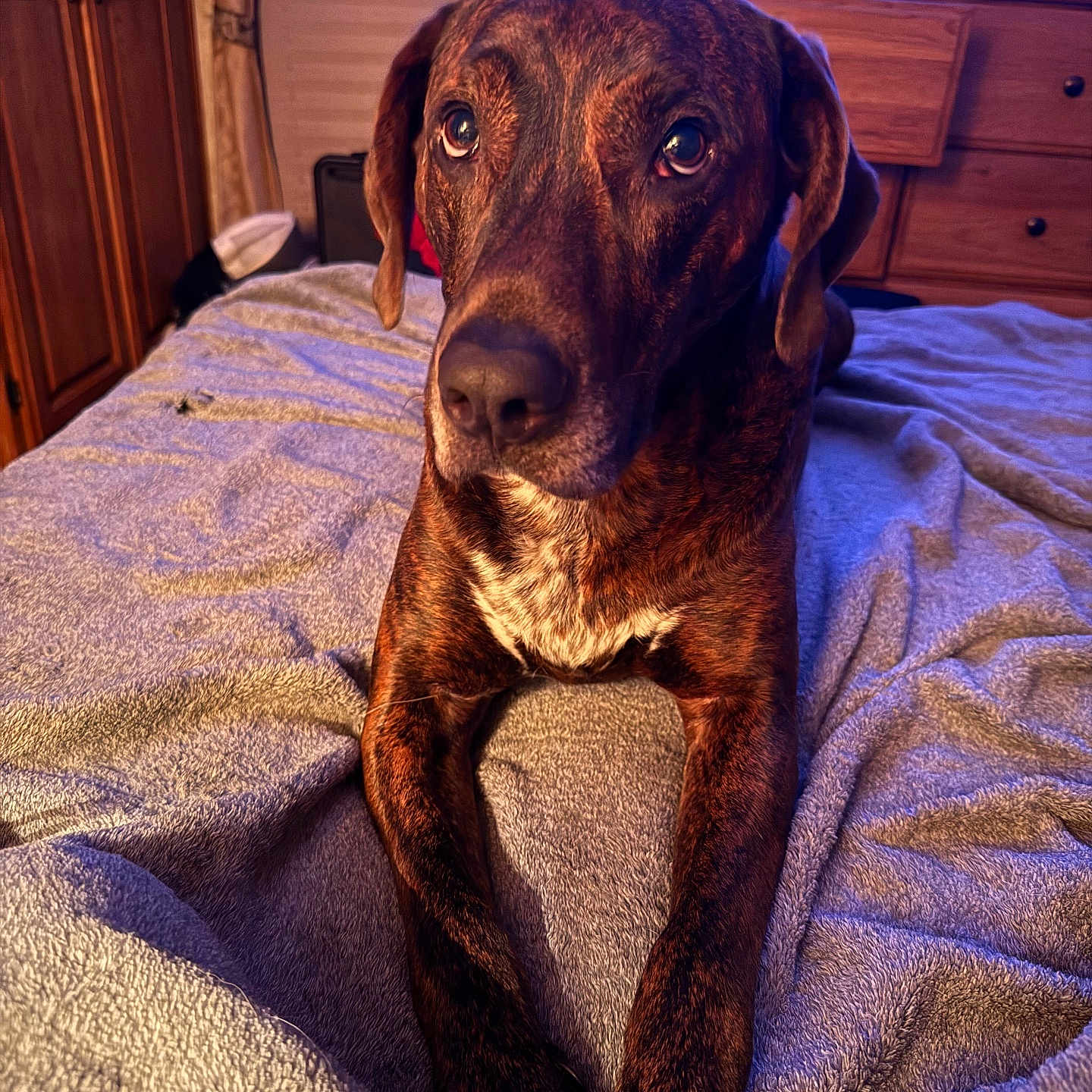 Ruger Fynnley