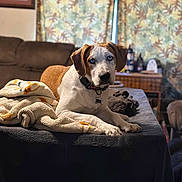 Syrah Phynix joined the competition — help win amazing prizes! dog, blue_eyes, blanket, couch, indoor, furniture, curtains, table, bottle, collar, pet, relaxed, brown_and_white, domestic_animal, paw, face, looking, household, living_room, cozy