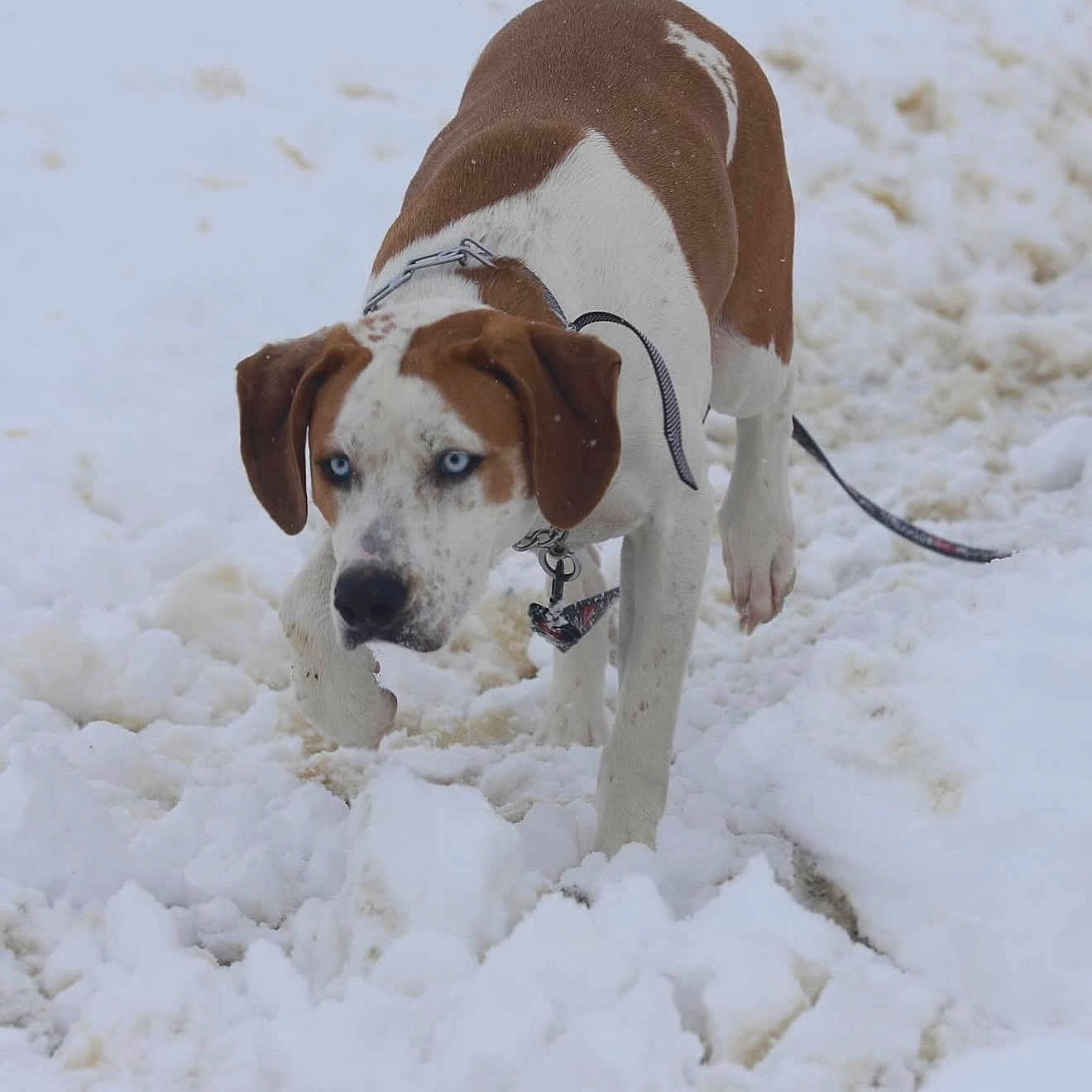 Syrah Phynix joined the competition — help win amazing prizes! animal, blue_eyes, brown, canine, cold, daytime, dog, ears, fur, leash, muzzle, nature, outdoor, paw, pet, playful, snow, walking, white, winter