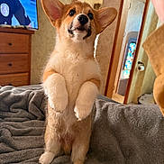 Tucker Wyatt is registered to the contest to win money with this photo: corgi, puppy, dog, standing, indoor, blanket, furniture, wooden_dresser, television, police_officer, ears, fur, curious, pet, cozy, bedroom, light, home, animal, cute