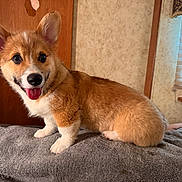 Tucker Wyatt is registered to the contest to win money with this photo: animal, bedroom, blanket, corgi, cozy, cute, dog, ears, fur, happy, home, indoor, pet, puppy, small, smiling, tongue_out, window, wooden_door, young