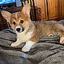 Tucker Wyatt is registered to the contest to win money with this photo: animal, blanket, corgi, cozy, curious, cute, dog, ears, eyes, fur, gray_blanket, home, indoor, lying_down, pet, puppy, resting, television, wooden_cabinet, young