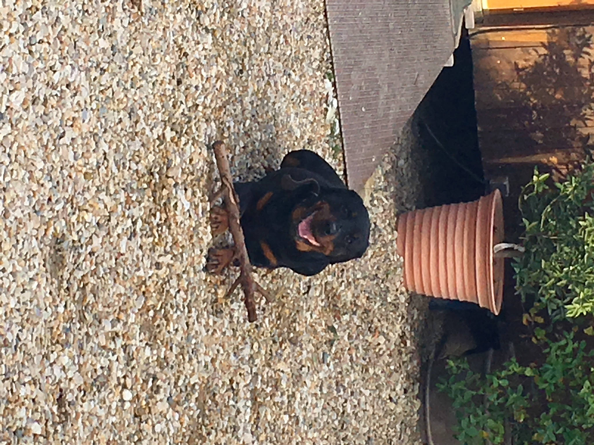 Gina participe au concours pour gagner de l'argent avec cette photo : asphalt, brick, concrete, eyewear, flooring, grass, landscape, leaf, people_in_nature, plant, road_surface, shadow, sitting, soil, sunglasses, tints_and_shades, tree, wildlife, wood