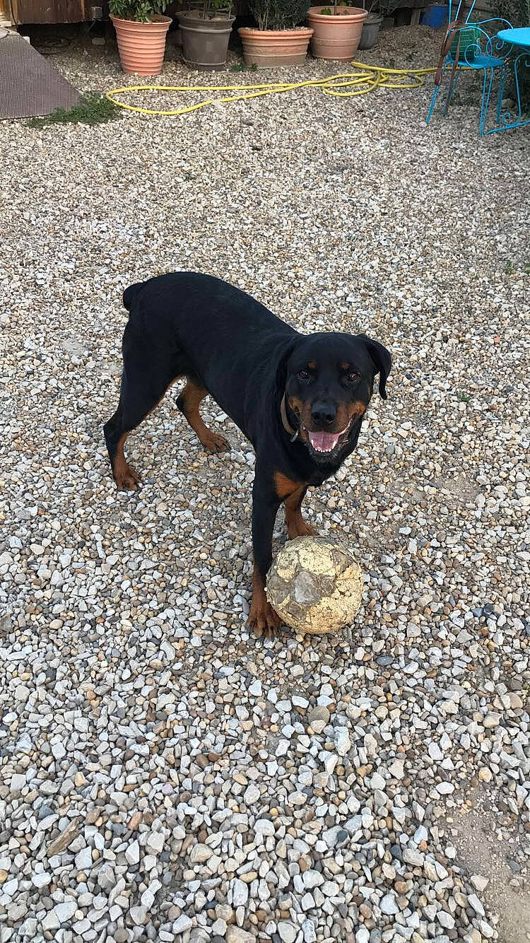 Gina a rejoint le concours — aidez-le/la à gagner de superbes lots ! asphalt, canidae, carnivore, collar, companion_dog, dog, dog_breed, fawn, montenegrin_mountain_hound, paw, plant, road_surface, shadow, snout, soil, sporting_group, tail, tar, working_animal, working_dog