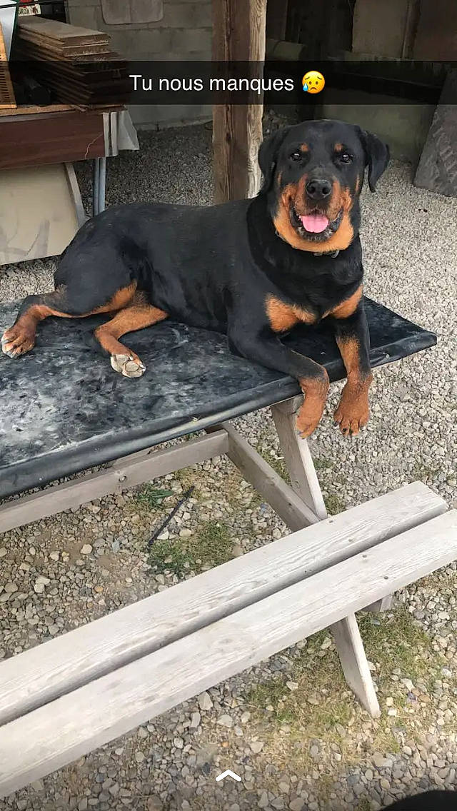 Gina participe au concours pour gagner de l'argent avec cette photo : automotive_tire, carnivore, chair, collar, companion_dog, dog, dog_breed, foot, hat, human_leg, mammal, rottweiler, sitting, sleeveless_shirt, smile, sporting_group, sports_equipment, thigh, vertebrate, working_dog