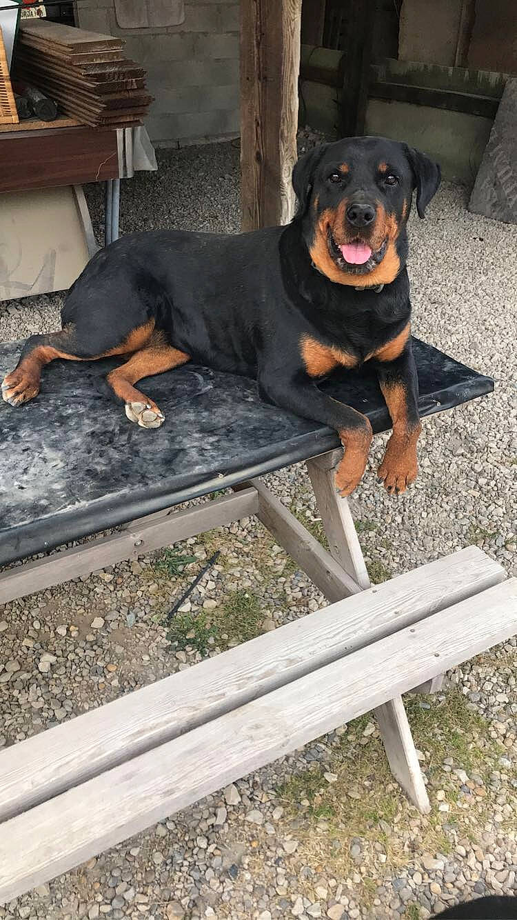 Gina a rejoint le concours — aidez-le/la à gagner de superbes lots ! carnivore, chair, collar, comfort, companion_dog, dog, dog_breed, door, grass, guard_dog, hat, plant, rottweiler, sitting, sporting_group, vertebrate, wood, working_animal, working_dog