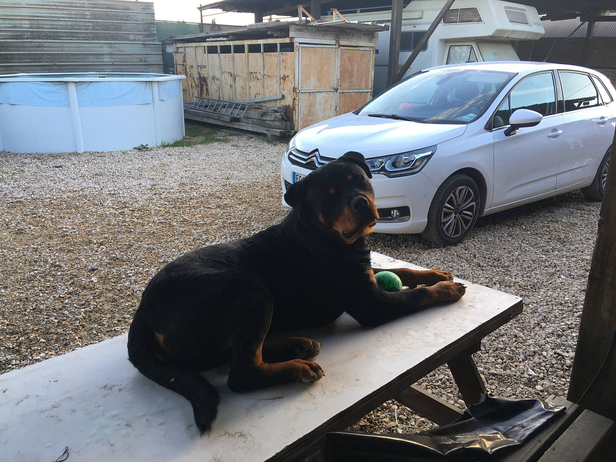 Hadès a rejoint le concours — aidez-le/la à gagner de superbes lots ! alloy_wheel, automotive_design, automotive_lighting, automotive_tire, bumper, car, carnivore, companion_dog, dog, dog_breed, fender, hood, hubcap, land_vehicle, motor_vehicle, tire, vehicle, vehicle_door, wheel, working_animal